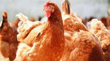 Study traces origin of domestic chicken