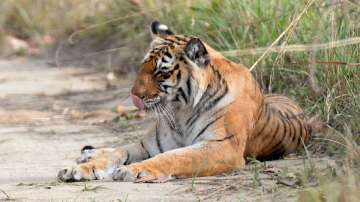 tiger population in india, tiger population, Corbett Tiger Reserve, tiger population news, tiger pop