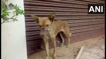 Act of barbarism: Dog chained, mouth sealed with insulation tape, and it's Kerala again 