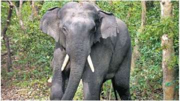 Woman killed in elephant attack in Chhattisgarh