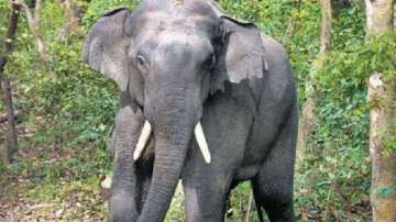 Elephant with injured mouth dies near Coimbatore