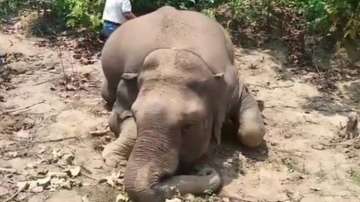 Elephant deaths in Chhattisgarh: 3 forest officials, guard suspended