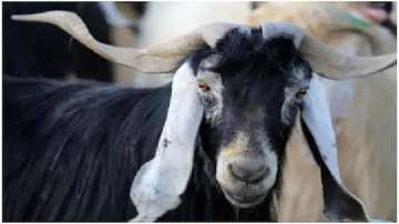 UP: Bizarre! Goat 'arrested' for not wearing mask