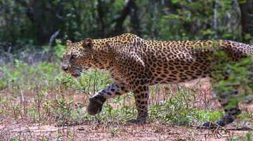 8-year-old girl killed in leopard attack in UP