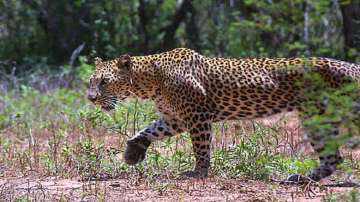 Leopard, Uttar Pradesh, leopard attack