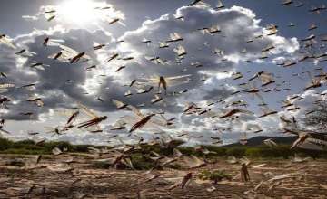 Locust swarm headed towards Banda