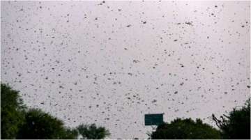 Delhi braces for locust attack, government issues advisory