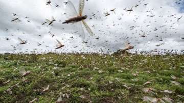 UP govt announces Rs 5 lakh aid to bordering districts to tackle locust menace