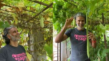 Milind Soman shares glimpse of his kitchen garden at home, fans call him 'atma nirbhar.' Watch video