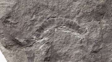 UT Austin scientists found that the fossil millipede Kampecaris obanensis was 425 million years old