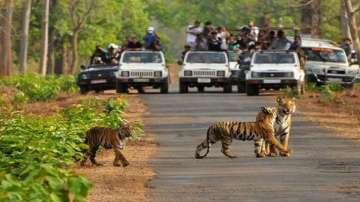 Madhya Pradesh, national parks, unlock guidelines