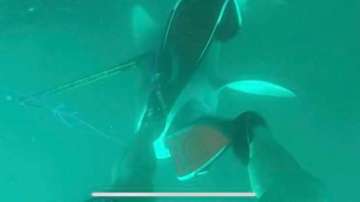 Two minutes of Terror! Bull Shark steals flipper from diver's foot after he kicks it