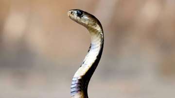 Bizarre! UP teen claims same snake bit him 8 times in one month