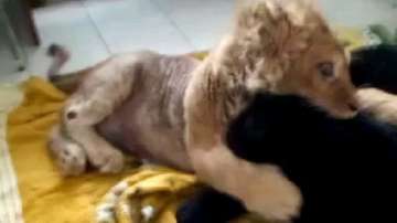 Lion cub learns to walk again after captors break his legs to prevent escape