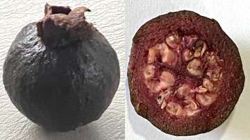 Rare black guavas' photos leave Twitterverse surprised. Seen yet?