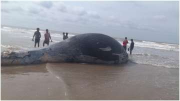 Massive 36-ft long whale washes ashore in West Bengal's Mandarmi | Video