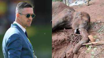 kevin pietersen, kevin pietersen instagram, kerala, elephant death, kerala elephant death