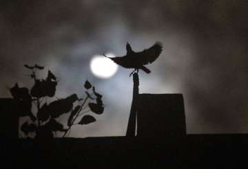 A crow sits on roof of a house as the sun forms crescent during solar eclipse in New Delhi, India, S