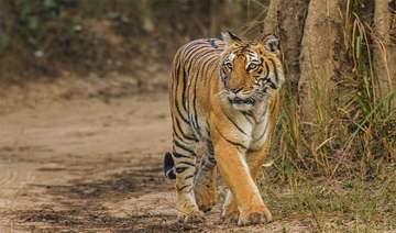 SBI adopts 15 tigers at Hyderabad Zoo