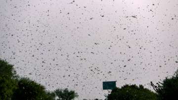 Locust swarm attack Gurugram. Delhi next? Here's what experts have said