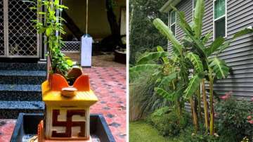 Vastu Tips: Planting Tulsi or banana tree at home keeps the environment healthy