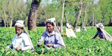 Lockdown and uneven rainfall hits tea crop, prices firm up at auctions