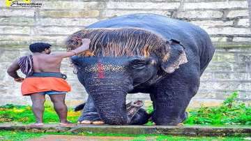 Meet 'Bob-Cut' Sengamalam: The Tamil Nadu elephant known sporting most adorable hairstyle 