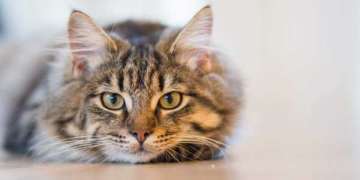 UK reports 1st animal COVID-19 case after pet cat tests coronavirus positive