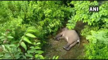 Elephant dies after being hit by train in Uttarakhand