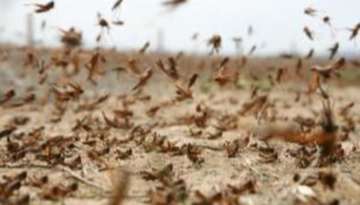 Giant swarm of flying ants spotted from space over UK