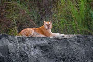 After 'Bagheera' the black panther, India's only golden tiger spotted in Assam's Kaziranga National 