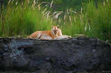 golden colour of the Tiger in Kaziranga National Park assam parveen kaswan guwahato p