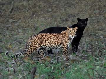 'The eternal couple': Leopard and black panther couple spotted together in a rare moment