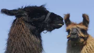 Scientists identify two antibodies from llamas that can neutralise coronavirus