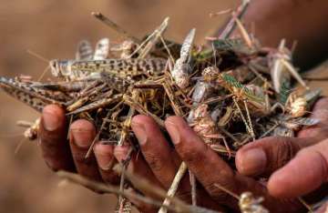 Haryana engages Garuda Aerospace for drone-based anti-locust spraying