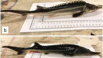 Two examples of the 'offspring' of the Russian Sturgeon and American Paddlefish. Some of the survivi