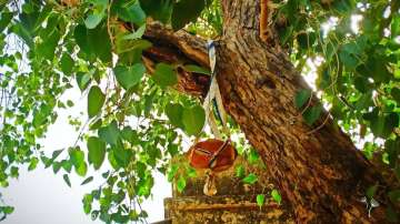 Vastu Shastra: Never plant Peepal tree at home. Here's why