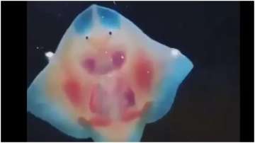 Viral: Video of baby stingrays with little pink faces and dancing feet makes netizens go aww 