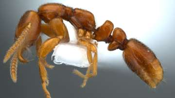 A rare group of ants Protanilla is a genus of subterranean ants in the subfamily Leptanillinae