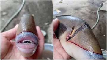 human like fish malaysia viral pictures