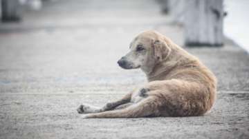dog suicide after owner death, Dog suicide, dog suicide news, dog suicide jump, dog suicide news, do