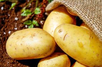 Potato prices across India have skyrocketed. IN Delhi-NCR, potato was selling at Rs 40/kg. 