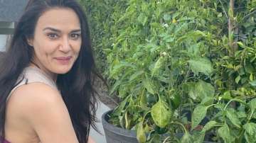 Preity Zinta enjoys organic farming, plucks homegrown capsicum