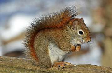 Bubonic Plague: Another disease outbreak that started in China infects squirrel in USA