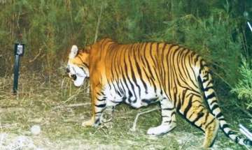 Roar gets louder: Camera trap shows successful breeding of tigers in Assam after 15 years 