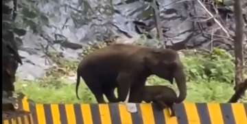 Heartwarming video shows mother elephant helping calf cross divider in Kerala's Malappuram