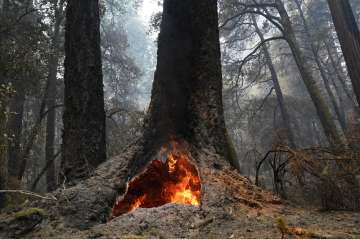 Fire burns in the hollow of an old-growth redwood tree in Big Basin Redwoods State Park, Calif., Mon