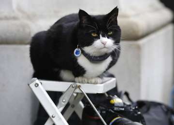  In this file photo dated Tuesday, Feb. 12, 2019, Palmerston, the Foreign Office cat sits on a photo