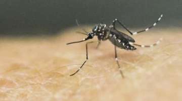Florida: 750 million genetically modified mosquitoes are being released to control vector-borne dise