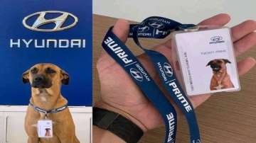 Hyundai goes 'paw-fessional'; adopts street dog who used to hang outside showroomas as car salespers
